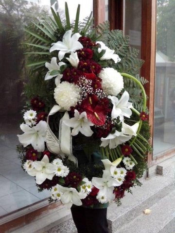 primula 8